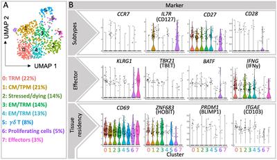 The New Old CD8+ T Cells in the Immune Paradox of Pregnancy